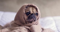 Kein Grund sich zu verkriechen: wir verlängern unsere Sommeraktion für Sie bis zum 2. August.